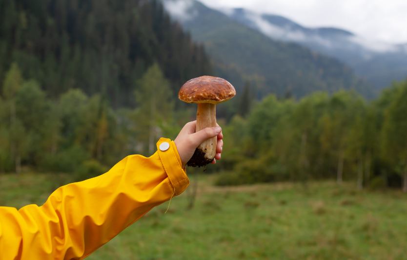 Грибний сезон: ідеї та рецепти для походу